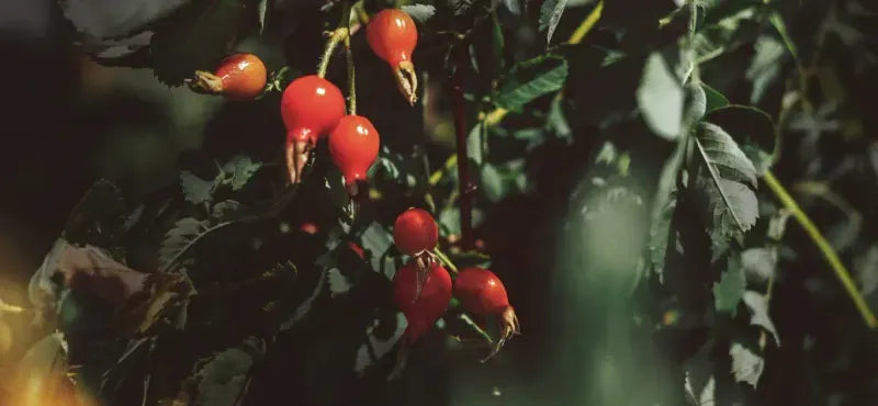 Face Oils: A Must-Have in Your Skincare Routine